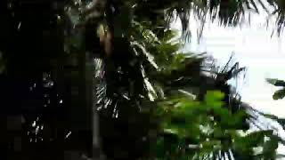 Sloth falls off a tall tree in Costa Rica [upl. by Killion202]