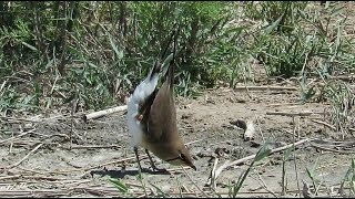 displaying Collared Pratincole  Glareola pratincola  Vorkstaartplevier  El Hondo  1642016 [upl. by Gilemette876]