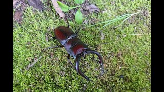 ノコギリクワガタ鋸鍬形／水牛♂ ３個体目 ～ Prosopocoilus inclinatusJapanese Saw Stag beetle ～ [upl. by Nehtan597]