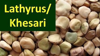 How to produce Lathyrus or Khesari Lathyrus sativus [upl. by Namas]