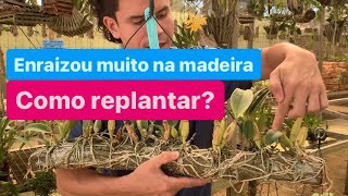 COMO PLANTAR ORQUÍDEA QUE ENRAIZOU NA MADEIRA [upl. by Audwen115]