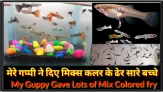 ☺️Red Molly and Guppy Cross breeding video  लाल मौली और गप्पी की क्रॉस ब्रीडिंग वीडियो [upl. by Elie384]