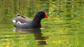 Waterhoen Moorhen [upl. by Grieve]