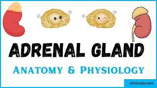 Adrenal Gland Anatomy And Physiology  Adrenal Glands Hormones  Clinic Side [upl. by Warenne95]