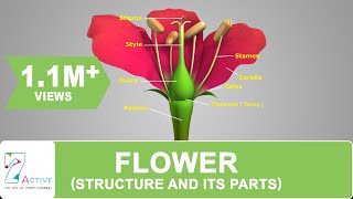 Flower Structure and its Parts [upl. by Ojibbob]