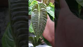 Anthurium veitchii emergent leaves  gorgeous [upl. by Atinihc]