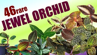 46 JEWEL ORCHID SPECIES  HERB STORIES [upl. by Nnaitsirk]