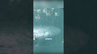 Small Sharks Attacking Humansshorts [upl. by Cordle]