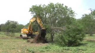 Video of larger Mesquite Grubbing [upl. by Lateehs]