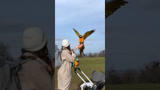 Slow mo pet macaws in free flight [upl. by Gnanmas]