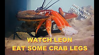 Watch Leon Eat Some Crab Legs [upl. by Aninep]