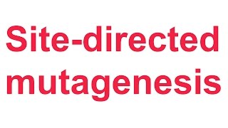 Tutorial 4 QuikChange sitedirected mutagenesis Stratagene [upl. by Emilee]