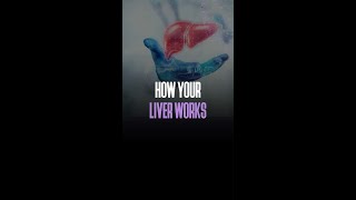 How Your Liver Works [upl. by Worl630]