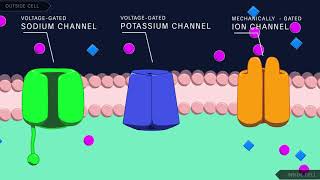 Action Potential in the Neuron [upl. by Refinej254]