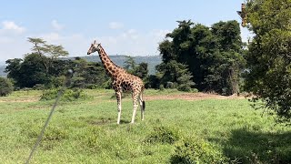 Rothschild giraffes and Masai Giraffes In Nairobi Nakuru National Park and Masai Mara Kenya [upl. by Sorazal]