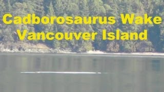 Cadborosaurus Sea Monster Wake  Cherry Point Beach Vancouver Island Canada [upl. by Noedig391]