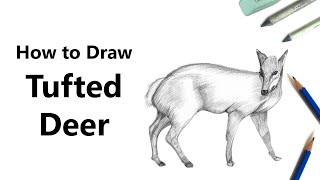 How to Draw a Tufted Deer with Pencils Time Lapse [upl. by Falcone]