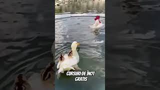 Cursuri de înot 🦆 [upl. by Davy]