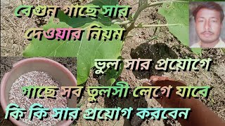 বেগুন গাছে সার দেওয়ার নিয়মবেগুন গাছে সার প্রয়োগbegun gache sar prayog [upl. by Atilahs]