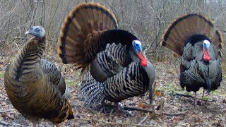 Beautiful Flock Of Turkeys Strutting Displaying Spitting and Drumming [upl. by Nivrem]