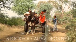 Girls on ox cart in India [upl. by Aleihs421]