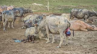 The Return of the European Bison How Rewilding Saved a Species [upl. by Ailiec]