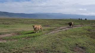 Lions in Ngorongoro Crater [upl. by Einnim]