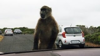 Affenartig Pavianplage in Südafrika  SPIEGEL TV [upl. by Helprin]