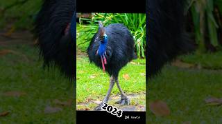 cassowary bird 🦃 cassowary animals 2023 youtubeshorts [upl. by Bandur178]