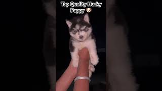 Top Quality Husky Puppy 🐶youtube youtuber shortsyoutube youtubeshorts siberianhusky shorts [upl. by Ornie]