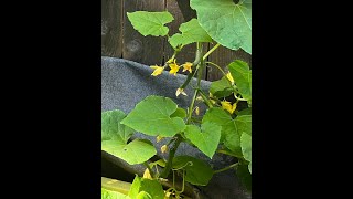 Kratky Approaches to Growing Hydroponic Cucumbers [upl. by Notneb]