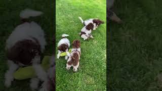 Lagotto romagnolo brave puppies [upl. by Rintoul]