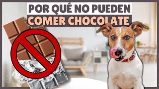 ¿Los perros pueden comer chocolate o los puede intoxicar [upl. by Templia]