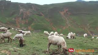 sheep farm🐑🐐🐏  nepali sheep farm [upl. by Dnilazor420]