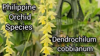 Dendrochilum cobbianum in Bloom How to Take Care and Culture Tips [upl. by Pattin30]