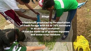 HOW TO MAKE SILAGE [upl. by Hastie]