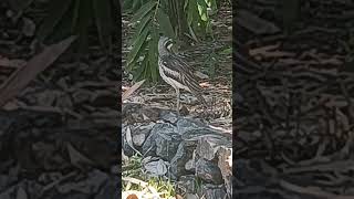 Bush Stone Curlew [upl. by Bastian]