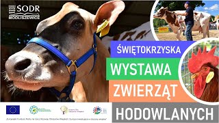 Świętokrzyska Wystawa Zwierząt Hodowlanych w Modliszewicach – 2526062022 r [upl. by Elyn]