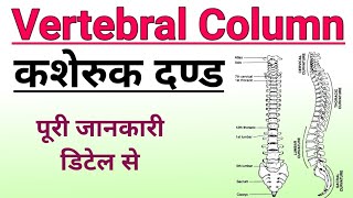 कशेरुक दण्डरीढ़मेरु दण्ड  vertebral column anatomy  backbone  kasheruk dand  biology ScienceSK [upl. by Magee]