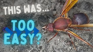 Catching Americas LARGEST ANT Again Atta mexicana nuptial flight [upl. by Hailed]