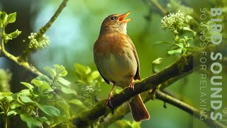 Birds Sounds  24 Hours of Beautiful Birds No Music Relaxing Nature Sounds Chirping Birds [upl. by Kono898]