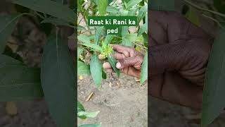 Ornamental plant l Flowering plant Raat ki Rani ka paudha l Raat ki Rani ka ped trending shorts [upl. by Goodill]