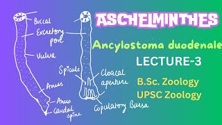 Ancylostoma duodenale  Parasitic Nematodes  Zoology  Notes in description [upl. by Einnij384]