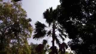 Livistona rotundifolia Palm Tree Year2013 [upl. by Hplodur93]