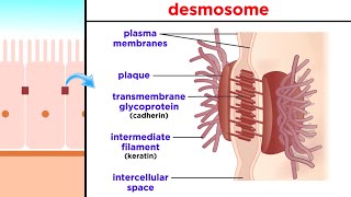 Types of Tissue Part 1 Epithelial Tissue [upl. by Irrej92]