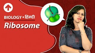 Ribosome  Hindi  Biology [upl. by Bronez315]