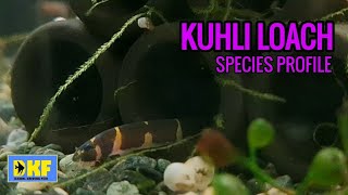 Kuhli Loach species profile [upl. by Lynden716]