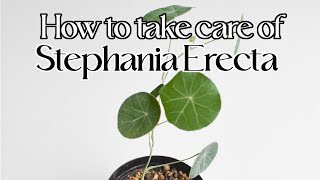 How to care for stephania erecta [upl. by Anidene]