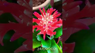 Bunga Bromeliads Part III [upl. by Mastat]