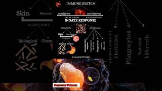 Phagocytosis Mechanism phagocytosis macrophages neutrophils immunesystem ig antigens antibody [upl. by Naimerej]